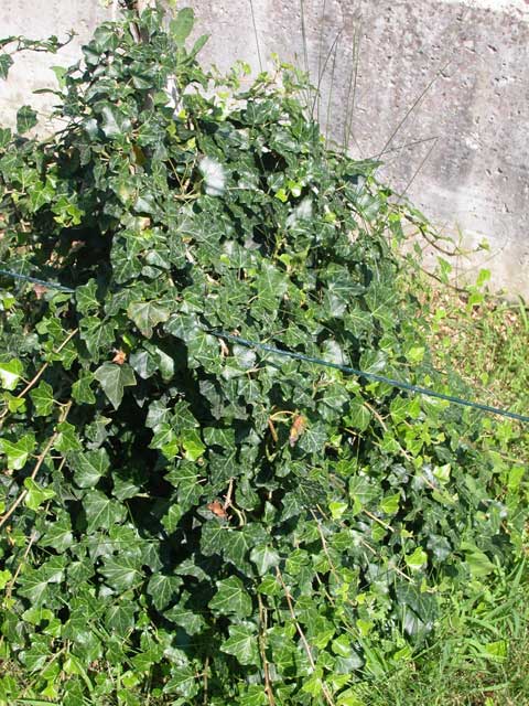  Image name: edera3.jpg 
 width: 480 pixel 
 height: 640 pixel 
 Size: 87781 bytes 
 Click to enlarge 